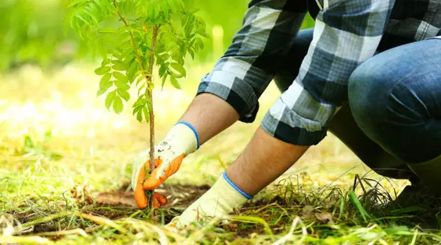 посадка саджанців